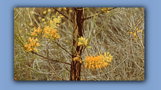 1993_NT_D05-13-45_Wuesten-Grevillea (Grevillea juncifolia).jpg